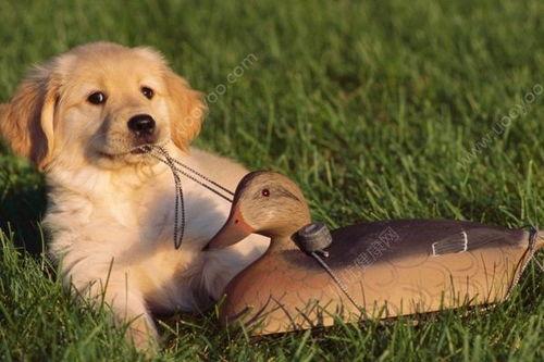 狗可以吃马来瓜吗,揭秘狗能否食用马来瓜