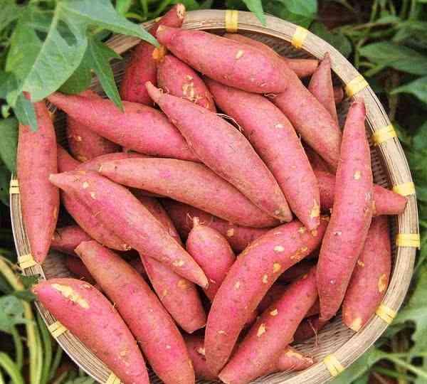 吃瓜小红探南京,一场味蕾与历史的邂逅之旅