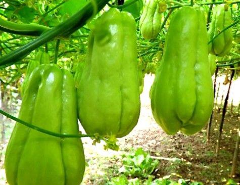 吃瓜少女呀商品推荐,吃瓜少女必备！盘点热门商品推荐清单