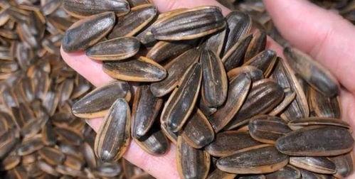 啃瓜子吃瓜,品味生活百态