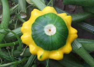 太空飞碟瓜怎么吃,太空飞碟瓜的神秘食法揭秘