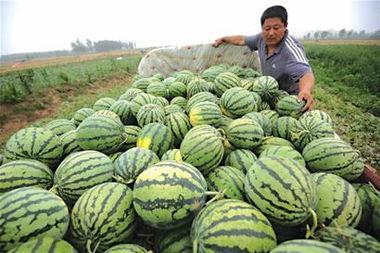 青岛吃大瓜,大瓜盛宴，味蕾之旅