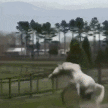 动态图片吃瓜,揭秘娱乐圈幕后风云