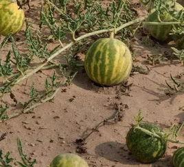 吃瓜吃完特别渴,解渴一夏