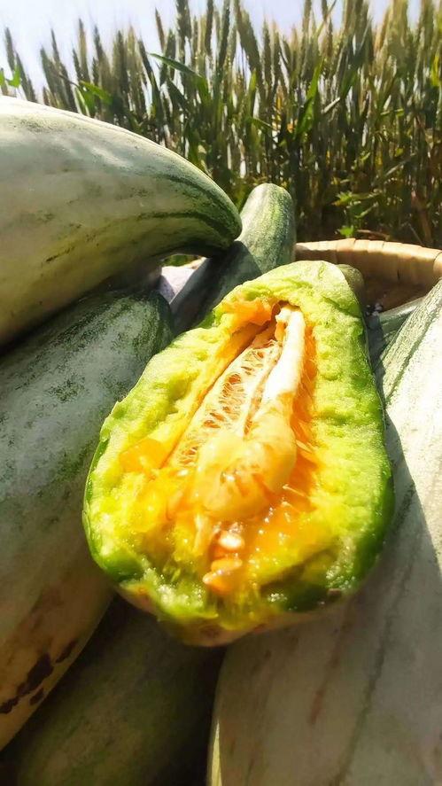 安静最新吃瓜视频,揭秘娱乐圈幕后真相