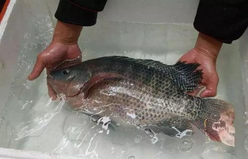 南宁不吃罗非鱼吃瓜,罗非鱼避之不及，瓜果成夏日新宠