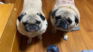 巴哥狗吃哈密瓜