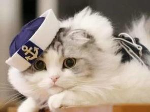 蜜汁猫裘吃瓜,揭秘吃瓜背后的娱乐江湖