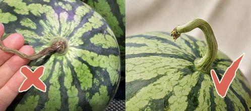 香港街边吃瓜,瓜果飘香，品味市井生活
